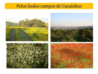 Pelos lindos campos de Casaínhos 