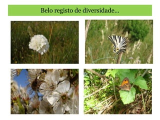Belo registo de diversidade… 
