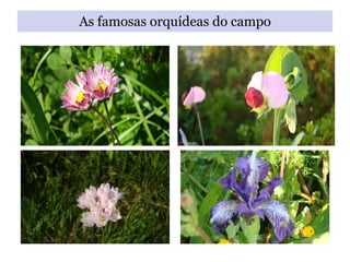 As famosas orquídeas do campo 