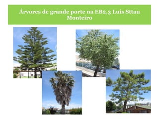 Árvores de grande porte na EB2,3 Luís Sttau Monteiro 