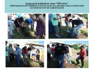 Turma do 6º B   plantou uma “Oliveira”  PREPARAÇÃO DO TERRENO E COLOCAÇÃO DA ÁRVORE COM AUXÍLIO DOS ALUNOS DO CEF DE JARDINAGEM  