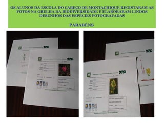 OS ALUNOS DA ESCOLA DO  CABEÇO DE MONTACHIQUE  REGISTARAM AS FOTOS NA GRELHA DA BIODIVERSIDADE E ELABORARAM LINDOS DESENHOS DAS ESPÉCIES FOTOGRAFADAS PARABÉNS  