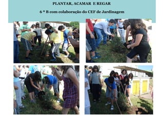 PLANTAR, ACAMAR  E REGAR   6 º B com colaboração do CEF de Jardinagem 