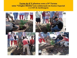 Turma do 6º F  plantou com a Dª Turma  uma “Gingko-Biloba” com colaboração do Ensino Especial  e o CEF de Jardinagem 