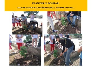 PLANTAR  E ACAMAR  ALGUNS PASSOS NECESSÁRIOS PARA A ÁRVORE VINGAR … 