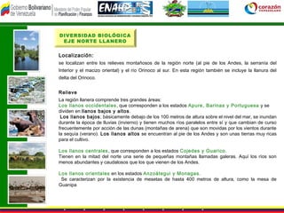 DIVERSIDAD BIOLÓGICA
 EJE NORTE LLANERO


Localización:
se localizan entre los relieves montañosos de la región norte (al pie de los Andes, la serranía del
Interior y el macizo oriental) y el río Orinoco al sur. En esta región también se incluye la llanura del
delta del Orinoco.


Relieve
La región llanera comprende tres grandes áreas:
Los llanos occidentales , que corresponden a los estados Apure, Barinas y Portuguesa y se
dividen en llanos bajos y altos.
 Los llanos bajos; básicamente debajo de los 100 metros de altura sobre el nivel del mar, se inundan
durante la época de lluvias (invierno) y tienen muchos ríos paralelos entre sí y que cambian de curso
frecuentemente por acción de las dunas (montañas de arena) que son movidas por los vientos durante
la sequía (verano). Los llanos altos se encuentran al pie de los Andes y son unas tierras muy ricas
para el cultivo.

Los llanos centrales , que corresponden a los estados Cojedes y Guarico .
Tienen en la mitad del norte una serie de pequeñas montañas llamadas galeras. Aquí los ríos son
menos abundantes y caudalosos que los que vienen de los Andes.

Los llanos orientales en los estados Anzoátegui y Monagas.
 Se caracterizan por la existencia de mesetas de hasta 400 metros de altura, como la mesa de
Guanipa
 
