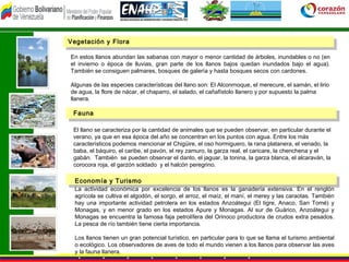 Vegetación y Flora

En estos llanos abundan las sabanas con mayor o menor cantidad de árboles, inundables o no (en
el invierno o época de lluvias, gran parte de los llanos bajos quedan inundados bajo el agua).
También se consiguen palmares, bosques de galería y hasta bosques secos con cardones.

Algunas de las especies características del llano son: El Alconrnoque, el merecure, el samán, el lirio
de agua, la flore de nácar, el chaparro, el salado, el cañafístolo llanero y por supuesto la palma
llanera.

 Fauna

 El llano se caracteriza por la cantidad de animales que se pueden observar, en particular durante el
 verano, ya que en esa época del año se concentran en los puntos con agua. Entre los más
 característicos podemos mencionar el Chigüire, el oso hormiguero, la rana platanera, el venado, la
 baba, el báquiro, el caribe, el pavón, el rey zamuro, la garza real, el caricare, la chenchena y el
 gabán. También se pueden observar el danto, el jaguar, la tonina, la garza blanca, el alcaraván, la
 corocora roja, el garzón soldado y el halcón peregrino.
  
  Economía y Turismo
  La actividad económica por excelencia de los llanos es la ganadería extensiva. En el renglón
  agrícola se cultiva el algodón, el sorgo, el arroz, el maíz, el maní, el merey y las caraotas. También
  hay una importante actividad petrolera en los estados Anzoátegui (El tigre, Anaco, San Tomé) y
  Monagas, y en menor grado en los estados Apure y Monagas. Al sur de Guárico, Anzoátegui y
  Monagas se encuentra la famosa faja petrolífera del Orinoco productora de crudos extra pesados.
  La pesca de río también tiene cierta importancia.

  Los llanos tienen un gran potencial turístico, en particular para lo que se llama el turismo ambiental
  o ecológico. Los observadores de aves de todo el mundo vienen a los llanos para observar las aves
  y la fauna llanera.
 