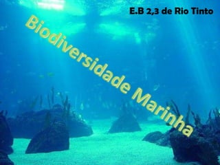 E.B 2,3 de Rio Tinto  Biodiversidade Marinha 