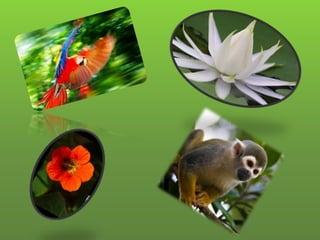 Biodiversidad en el ecuador