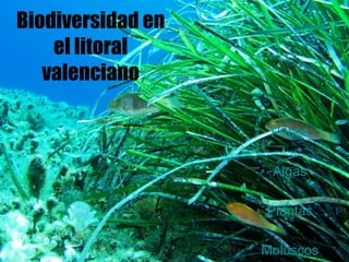 Biodiversidad en el litoral valenciano Peces Algas Plantas Moluscos 