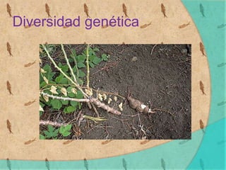 Diversidad genética
 