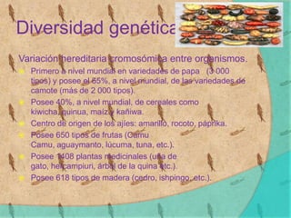 Diversidad genética
Variación hereditaria cromosómica entre organismos.
 Primero a nivel mundial en variedades de papa (3 000
tipos) y posee el 65%, a nivel mundial, de las variedades de
camote (más de 2 000 tipos).
 Posee 40%, a nivel mundial, de cereales como
kiwicha, quinua, maíz y kañiwa.
 Centro de origen de los ajíes: amarillo, rocoto, páprika.
 Posee 650 tipos de frutas (Camu
Camu, aguaymanto, lúcuma, tuna, etc.).
 Posee 1408 plantas medicinales (uña de
gato, hercampiuri, árbol de la quina etc.).
 Posee 618 tipos de madera (cedro, ishpingo, etc.).
 