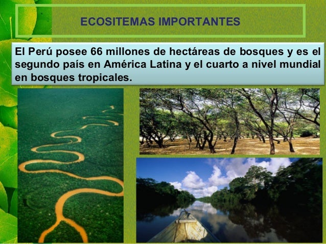 ECOSITEMAS IMPORTANTES
El PerÃº posee 66 millones de hectÃ¡reas de bosques y es el
segundo paÃ­s en AmÃ©rica Latina y el cuart...