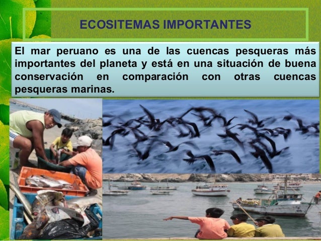 ECOSITEMAS IMPORTANTES
El mar peruano es una de las cuencas pesqueras mÃ¡s
importantes del planeta y estÃ¡ en una situaciÃ³n ...