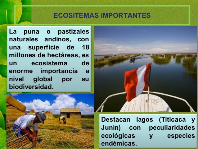 ECOSITEMAS IMPORTANTES
La puna o pastizales
naturales andinos, con
una superficie de 18
millones de hectÃ¡reas, es
un ecosi...