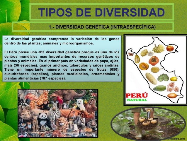 TIPOS DE DIVERSIDAD
La diversidad genÃ©tica comprende la variaciÃ³n de los genes
dentro de las plantas, animales y microorga...