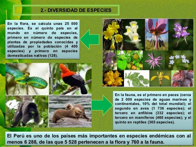 2.- DIVERSIDAD DE ESPECIES
En la flora, se calcula unas 25 000
especies. Es el quinto paÃ­s en el
mundo en nÃºmero de especi...