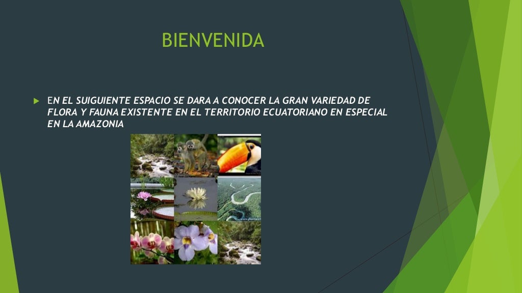 Biodiversidad en la amazonia ecuatoriana
