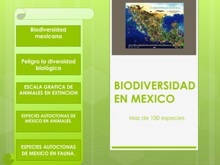 BIODIVERSIDAD
EN MEXICO
Mas de 100 especies
Biodiversidad
mexicana
Peligra la diversidad
biológica
ESCALA GRAFICA DE
ANIMALES EN EXTINCION
ESPECIES AUTOCTONAS DE
MEXICO EN ANIMALES.
ESPECIES AUTOCTONAS
DE MEXICO EN FAUNA.
 