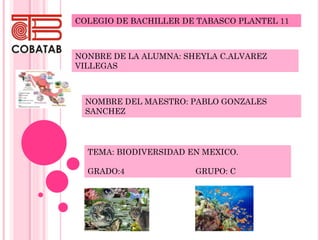 COLEGIO DE BACHILLER DE TABASCO PLANTEL 11
NONBRE DE LA ALUMNA: SHEYLA C.ALVAREZ
VILLEGAS
NOMBRE DEL MAESTRO: PABLO GONZALES
SANCHEZ
TEMA: BIODIVERSIDAD EN MEXICO.
GRADO:4 GRUPO: C
 