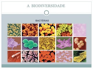 A BIODIVERSIDADE

BACTÉRIAS

 