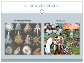 A BIODIVERSIDADE

PROTOZOÁRIOS

FUNGOS

 