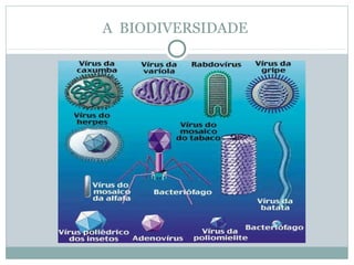 A BIODIVERSIDADE

 