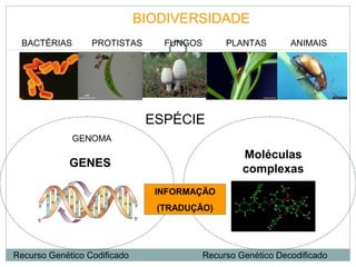 BIODIVERSIDADE
BACTÉRIAS

PROTISTAS

FUNGOS

PLANTAS

ANIMAIS

ESPÉCIE
GENOMA

Moléculas
complexas

GENES
INFORMAÇÃO
(TRADUÇÃO)

Recurso Genético Codificado

Recurso Genético Decodificado

 