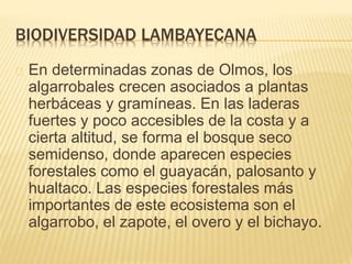 BIODIVERSIDAD LAMBAYECANA 
En determinadas zonas de Olmos, los 
algarrobales crecen asociados a plantas 
herbáceas y gramíneas. En las laderas 
fuertes y poco accesibles de la costa y a 
cierta altitud, se forma el bosque seco 
semidenso, donde aparecen especies 
forestales como el guayacán, palosanto y 
hualtaco. Las especies forestales más 
importantes de este ecosistema son el 
algarrobo, el zapote, el overo y el bichayo. 
 