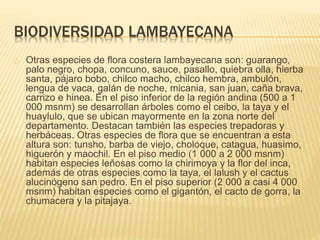 BIODIVERSIDAD LAMBAYECANA 
Otras especies de flora costera lambayecana son: guarango, 
palo negro, chopa, concuno, sauce, pasallo, quiebra olla, hierba 
santa, pájaro bobo, chilco macho, chilco hembra, ambulón, 
lengua de vaca, galán de noche, micania, san juan, caña brava, 
carrizo e hinea. En el piso inferior de la región andina (500 a 1 
000 msnm) se desarrollan árboles como el ceibo, la taya y el 
huaylulo, que se ubican mayormente en la zona norte del 
departamento. Destacan también las especies trepadoras y 
herbáceas. Otras especies de flora que se encuentran a esta 
altura son: tunsho, barba de viejo, choloque, catagua, huasimo, 
higuerón y maochil. En el piso medio (1 000 a 2 000 msnm) 
habitan especies leñosas como la chirimoya y la flor del inca, 
además de otras especies como la taya, el lalush y el cactus 
alucinógeno san pedro. En el piso superior (2 000 a casi 4 000 
msnm) habitan especies como el gigantón, el cacto de gorra, la 
chumacera y la pitajaya. 
 