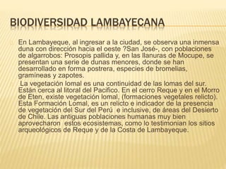 BIODIVERSIDAD LAMBAYECANA 
En Lambayeque, al ingresar a la ciudad, se observa una inmensa 
duna con dirección hacia el oeste ?San José-, con poblaciones 
de algarrobos: Prosopis pallida y, en las llanuras de Mocupe, se 
presentan una serie de dunas menores, donde se han 
desarrollado en forma postrera, especies de bromelias, 
gramíneas y zapotes. 
La vegetación lomal es una continuidad de las lomas del sur. 
Están cerca al litoral del Pacifico. En el cerro Reque y en el Morro 
de Eten, existe vegetación lomal, (formaciones vegetales relicto). 
Esta Formación Lomal, es un relicto e indicador de la presencia 
de vegetación del Sur del Perú e inclusive, de áreas del Desierto 
de Chile. Las antiguas poblaciones humanas muy bien 
aprovecharon estos ecosistemas, como lo testimonian los sitios 
arqueológicos de Reque y de la Costa de Lambayeque. 
 