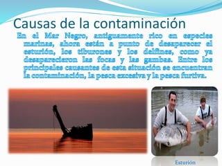 Causas de la contaminación
Esturión
 