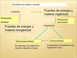 Circulación de materia y energía
Autótrofos
Heterótrofos
Fuentes de energía y
materia inorgánicas
Fuentes de energía y
materia orgánicas
Se alimentan principalmente de
organismos vivos
Se alimentan de organismos
muertos, desechos, heces.
Descomponedores Consumidores
Producción
primaria
Producción
secundaria
 