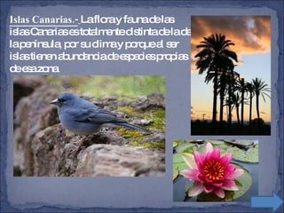 Islas Canarias.-   La flora y fauna de las islas Canarias es totalmente distinta de la de la península, por su clima y porque al ser islas tienen abundancia de especies propias de esa zona 