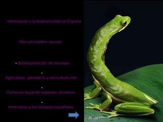 Amenazas a la biodiversidad en España Sus principales causas -  Sobrexplotación  de  recursos -  Agricultura, ganadería y silvicultura industrializadas -  Comercio ilegal de especies silvestres -  Amenazas a los bosques españoles 