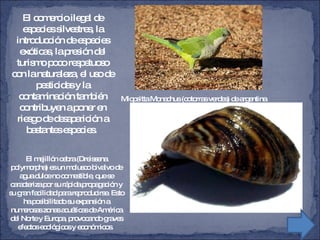 El comercio ilegal de especies silvestres, la introducción de especies exóticas, la presión del turismo poco respetuoso con la naturaleza, el uso de pesticidas y la contaminación también contribuyen a poner en riesgo de desaparición a bastantes especies.  El mejillón cebra (Dreissena polymorpha) es un molusco bivalvo de agua dulce no comestible, que se caracteriza por su rápida propagación y su gran facilidad para reproducirse. Esto ha posibilitado su expansión a numerosas zonas acuáticas de América del Norte y Europa, provocando graves efectos ecológicos y económicos.  Miopsitta Monachus (cotorras verdes) de argentina 