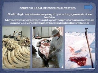 COMERCIO ILEGAL DE ESPECIES SILVESTRES El tráfico ilegal de especies esta poco perseguido, y sin embargo genera sustanciosos beneficios. Muchas especies son capturadas por su piel, que cobra mayor valor cuanto más escasa sea la especie, y que viene determinado por las demandas sobre determinadas pieles. 