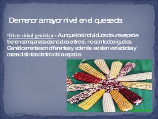 De menor a mayor nivel en el que se da: Diversidad genética .-  Aunque los individuos de una especie tienen semejanzas esenciales entre sí, no son todos iguales.  Genéticamente son diferentes y además  existen variedades y razas distintas dentro de la especie.  