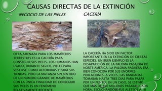 CAUSAS DIRECTAS DE LA EXTINCIÓN
NEGOCIO DE LAS PIELES
OTRA AMENAZA PARA LOS MAMÍFEROS
TERRESTRES ES LA CACERÍA PARA
CONSEGUIR SUS PIELES. LOS HUMANOS HAN
USADO, DURANTE SIGLOS, PIELES PARA
VESTIRSE, COMO ALFOMBRAS Y PARA SUS
TIENDAS. PERO LA MATANZA SIN SENTIDO
DE UN NÚMERO GRANDE DE MAMÍFEROS
CON LA ÚNICA FINALIDAD DE CONSEGUIR
SUS PIELES ES UN FENÓMENO
CACERÍA
LA CACERÍA HA SIDO UN FACTOR
IMPORTANTE EN LA EXTINCIÓN DE CIERTAS
ESPECIES. UN BUEN EJEMPLO ES LA
DESAPARICIÓN DE LA PALOMA PASAJERA DE
NORTE AMÉRICA. LA PALOMA PASAJERA ERA
BIEN CONOCIDA POR SUS ENORMES
POBLACIONES. A VECES, LAS BANDADAS
TOMABAN HASTA TRES DÍAS PARA PASAR
POR UN PUNTO; EN UN CASO, SE ESTIMÓ
QUE MÁS DE 300 MILLONES PASABAN CADA
HORA, ESCUCHÁNDOSE SUS ALETEOS A 10
 