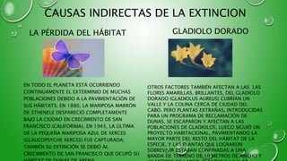 CAUSAS INDIRECTAS DE LA EXTINCION
LA PÉRDIDA DEL HÁBITAT GLADIOLO DORADO
EN TODO EL PLANETA ESTÁ OCURRIENDO
CONTINUAMENTE EL EXTERMINIO DE MUCHAS
POBLACIONES DEBIDO A LA PAVIMENTACIÓN DE
SUS HÁBITATS. EN 1880, LA MARIPOSA MARRÓN
DE STHENELE DESPARECIÓ COMPLETAMENTE
BAJO LA CIUDAD EN CRECIMIENTO DE SAN
FRANCISCO (CALIFORNIA). EN 1943, LA ÚLTIMA
DE LA PEQUEÑA MARIPOSA AZUL DE XERCES
(GLAUCOPSYCHE XERCES) FUE CAPTURADA;
TAMBIÉN SU EXTINCIÓN SE DEBIÓ AL
CRECIMIENTO DE SAN FRANCISCO QUE OCUPÓ SU
OTROS FACTORES TAMBIÉN AFECTAN A LAS LAS
FLORES AMARILLAS, BRILLANTES, DEL GLADIOLO
DORADO (GLADIOLUS AUREUS) CUBRÍAN UN
VALLE Y LA COLINA CERCA DE CIUDAD DEL
CABO. PERO PLANTAS EXTRAÑAS, INTRODUCIDAS
PARA UN PROGRAMA DE RECLAMACIÓN DE
DUNAS, SE ESCAPARON Y AFECTAN A LAS
POBLACIONES DE GLADIOLOS; LUEGO SIGUIÓ UN
PROYECTO HABITACIONAL, PAVIMENTANDO LA
MAYOR PARTE DEL RESTO DEL HÁBITAT DE LA
ESPECIE, Y LAS PLANTAS QUE LOGRARON
SOBREVIVIR ESTABAN CONFINADAS A UNA
BANDA DE TERRENO DE 10 METROS DE ANCHO Y
 
