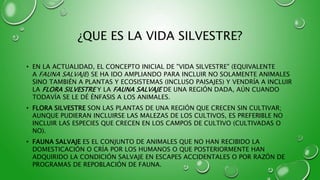 ¿QUE ES LA VIDA SILVESTRE?
• EN LA ACTUALIDAD, EL CONCEPTO INICIAL DE "VIDA SILVESTRE" (EQUIVALENTE
A FAUNA SALVAJE) SE HA IDO AMPLIANDO PARA INCLUIR NO SOLAMENTE ANIMALES
SINO TAMBIÉN A PLANTAS Y ECOSISTEMAS (INCLUSO PAISAJES) Y VENDRÍA A INCLUIR
LA FLORA SILVESTRE Y LA FAUNA SALVAJE DE UNA REGIÓN DADA, AÚN CUANDO
TODAVÍA SE LE DÉ ÉNFASIS A LOS ANIMALES.
• FLORA SILVESTRE SON LAS PLANTAS DE UNA REGIÓN QUE CRECEN SIN CULTIVAR;
AUNQUE PUDIERAN INCLUIRSE LAS MALEZAS DE LOS CULTIVOS, ES PREFERIBLE NO
INCLUIR LAS ESPECIES QUE CRECEN EN LOS CAMPOS DE CULTIVO (CULTIVADAS O
NO).
• FAUNA SALVAJE ES EL CONJUNTO DE ANIMALES QUE NO HAN RECIBIDO LA
DOMESTICACIÓN O CRÍA POR LOS HUMANOS O QUE POSTERIORMENTE HAN
ADQUIRIDO LA CONDICIÓN SALVAJE EN ESCAPES ACCIDENTALES O POR RAZÓN DE
PROGRAMAS DE REPOBLACIÓN DE FAUNA.
 
