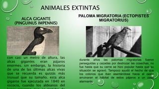 PALOMA MIGRATORIA (ECTOPISTES
MIGRATORIUS)
con casi un metro de altura, las
alcas gigantes eran pájaros
enormes. sin embargo, la historia
de una de las últimas alcas vivas
que se recuerda es quizás más
inusual que su tamaño. esta alca
gigante fue ejecutada en 1840 en
escocia, cuando los aldeanos del
durante años las palomas migratorias fueron
perseguidas y cazadas por destrozar las cosechas, no
fue hasta que su carne se hizo popular hasta que su
situación se agravó. Tampoco ayudó el hecho de que
los colonos que iban asentándose hacia el oeste
arruinaran el hábitat de estos pájaros a un paso
alarmante.
ALCA GIGANTE
(PINGUINUS IMPENNIS)
ANIMALES EXTINTAS
 