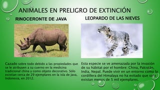 ANIMALES EN PRELIGRO DE EXTINCIÓN
RINOCERONTE DE JAVA LEOPARDO DE LAS NIEVES
Cazado sobre todo debido a las propiedades que
se le atribuyen a su cuerno en la medicina
tradicional china y como objeto decorativo. Sólo
existían cerca de 29 ejemplares en la isla de Java,
Indonesia, en 2012.
Esta especie se ve amenazada por la invasión
de su hábitat por el hombre: China, Pakistán,
India, Nepal. Puede vivir en un entorno como la
cordillera del Himalaya no ha evitado que solo
existan menos de 5 mil ejemplares.
 
