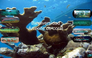 Biodiversidad Arrecife de coral Causas Biodiversidad Reservas-parques Importancia  de los arrecifes  de coral Conclusiones Importancia Estrategias Diversidad de  especies que  conforman  el ecosistema 