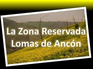 La Zona Reservada
Lomas de Ancón
 