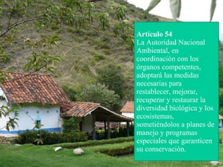 Artículo 54 
La Autoridad Nacional 
Ambiental, en 
coordinación con los 
órganos competentes, 
adoptará las medidas 
necesarias para 
restablecer, mejorar, 
recuperar y restaurar la 
diversidad biológica y los 
ecosistemas, 
sometiéndolos a planes de 
manejo y programas 
especiales que garanticen 
su conservación. 
 