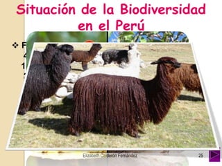 Situación de la Biodiversidad
en el Perú
 Fauna: tenemos:
462 especies de mamíferos.
1816 especies de aves (1º mundo)
395 de reptiles
403 de anfibios
2 000 de peces
3 000 de mariposas (1º mundo)
25Elizabeth Calderón Fernández
 