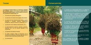 Causas

La pérdida de biodiversidad es un fenómeno originado
por múltiples causas, en las que la acción del ser
humano es el factor común. Los principales promotores
de la pérdida de biodiversidad son:
•	

El aumento de la presión demográfica

•	

Los patrones de consumo de los países desarrollados

•	

La construcción de infraestructuras (presas, puertos
marítimos y fluviales, autovías, instalaciones
energéticas, redes de ferrocarril, aeropuertos, etc.)

•	

La alteración de los hábitats (deforestación, etc.)

•	

La sobreexplotación (agrícola, ganadera, pesquera,
industrial, etc.) de los recursos naturales y los
ecosistemas

•	

La expansión de especies invasoras

•	

El cambio climático (según la Evaluación de los
Ecosistemas del Milenio, a finales de siglo ésta será la
principal causa de pérdida de biodiversidad)

•	

La contaminación

Consecuencias

	

La pérdida de la biodiversidad afecta a la calidad de
vida de las personas empobrecidas, ya que fomenta:

•	 La desaparición de los ecosistemas en los que habitan,
lo que les obliga a adaptarse a nuevas condiciones
ambientales y afecta a sus capacidades de desarrollo. Esta
situación induce cambios en sus modelos de vida y arruina
la posibilidad de desarrollar nuevos sectores económicos
como el ecoturismo.
•	 El incremento del número de especies en peligro de
extinción, especies que en multitud de casos son fuente
de alimento e ingresos para las poblaciones empobrecidas.
•	 La invasión de algunas zonas por especies exóticas,
que desplazan a las especies autóctonas, conocidas y
manejadas tradicionalmente por la población.
• 	 La pérdida de recursos medicinales, recursos tradicionales
o incluso aún sin explorar, que desaparecen sin ni tan
siquiera ser empleados.
• 	 El colapso de las pesquerías y por tanto de un sector
económico clave en las zonas costeras.
Arde la biblioteca de la vida y nosotros ni siquiera
conocemos el título de los libros. Gro Harlem Brundtland,
ex Primer Ministro de Noruega.

 