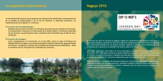 La respuesta internacional

Nagoya 2010

La comunidad internacional, preocupada por las consecuencias ambientales y socioeconómicas
de la pérdida de biodiversidad y con el fin de fomentar el desarrollo sostenible y la
implementación de la Agenda 21, promovió:
El Convenio de Diversidad Biológica
Mediante este acuerdo vinculante, los 193 países que hasta hoy han asumido la convención,
se comprometen a fomentar la conservación de la biodiversidad, la utilización sostenible
de sus recursos y la participación justa y equitativa de los beneficios que se derivan de su
utilización.
El Protocolo de Cartagena
Como complemento a la Convención, en el año 2003, entró en vigor el Protocolo de
Bioseguridad de Cartagena, que pretende proteger la biodiversidad de los riesgos derivados
del manejo, transporte e introducción de Organismos Genéticamente Modificados. Hasta
el momento más de 150 países han ratificado este protocolo.

En Octubre de 2010 se revisará en Nagoya (Japón) el cumplimiento del Objetivo 2010 para la
Diversidad Biológica: alcanzar en 2010 una reducción significativa del ritmo actual de pérdida
de la diversidad biológica en los planos mundial, regional y nacional como contribución a la
mitigación de la pobreza y en beneficio de toda la vida en la Tierra.
Esta meta, vagamente aterrizada, no se ha alcanzado y por ello el Plan Estratégico para la
Diversidad 2011-2020 debe centrarse en definir objetivos concretos y mensurables, y sobre todo
en facilitar la toma de decisiones y medidas efectivas para la conservación de la biodiversidad y
la mejora de la calidad de vida de las poblaciones que más dependen de ella.
IPADE participa en las cumbres de Naciones Unidas de Conservación de la Diversidad Biológica,
siguiendo el avance de las negociaciones y haciendo incidencia sobre las Partes para que éstas
integren en sus posicionamientos la relación existente entre la lucha contra la pobreza y la
conservación del medio ambiente.

 