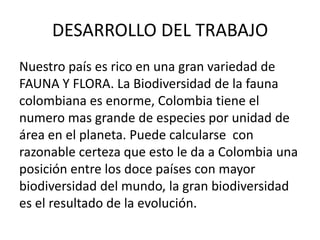 DESARROLLO DEL TRABAJO
Nuestro país es rico en una gran variedad de
FAUNA Y FLORA. La Biodiversidad de la fauna
colombiana es enorme, Colombia tiene el
numero mas grande de especies por unidad de
área en el planeta. Puede calcularse con
razonable certeza que esto le da a Colombia una
posición entre los doce países con mayor
biodiversidad del mundo, la gran biodiversidad
es el resultado de la evolución.
 